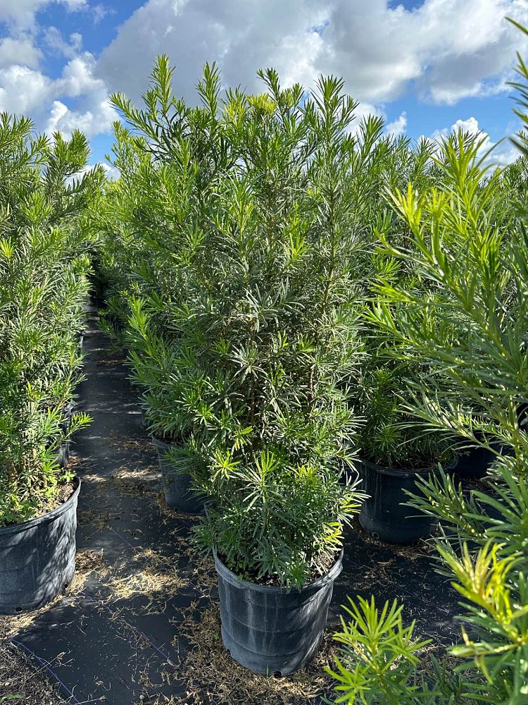 podocarpus-macrophyllus-maki-japanese-yew