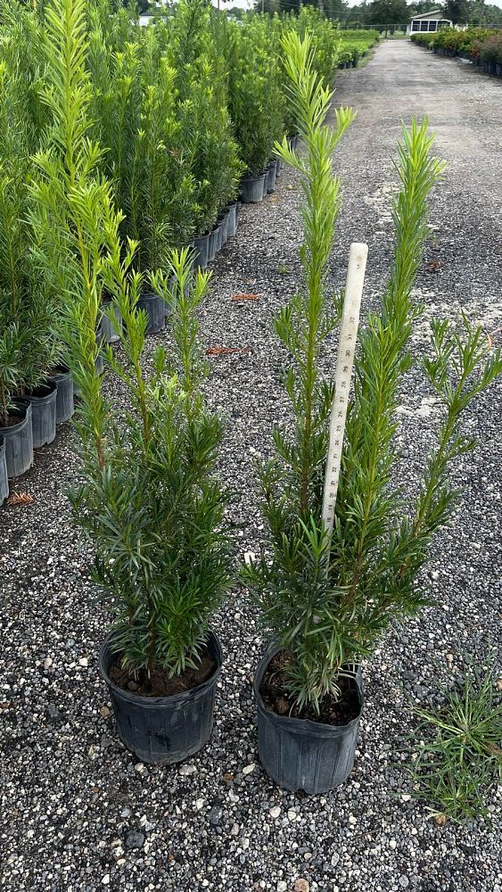 podocarpus-macrophyllus-maki-japanese-yew