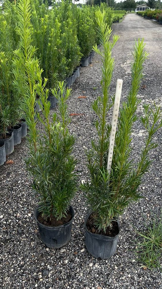 podocarpus-macrophyllus-maki-japanese-yew