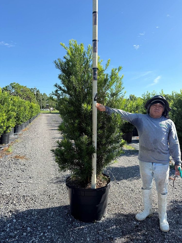 podocarpus-macrophyllus-maki-japanese-yew
