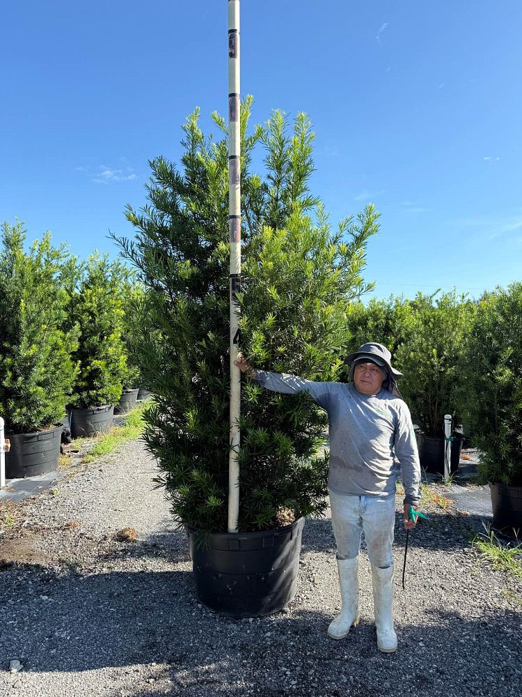 podocarpus-macrophyllus-maki-japanese-yew