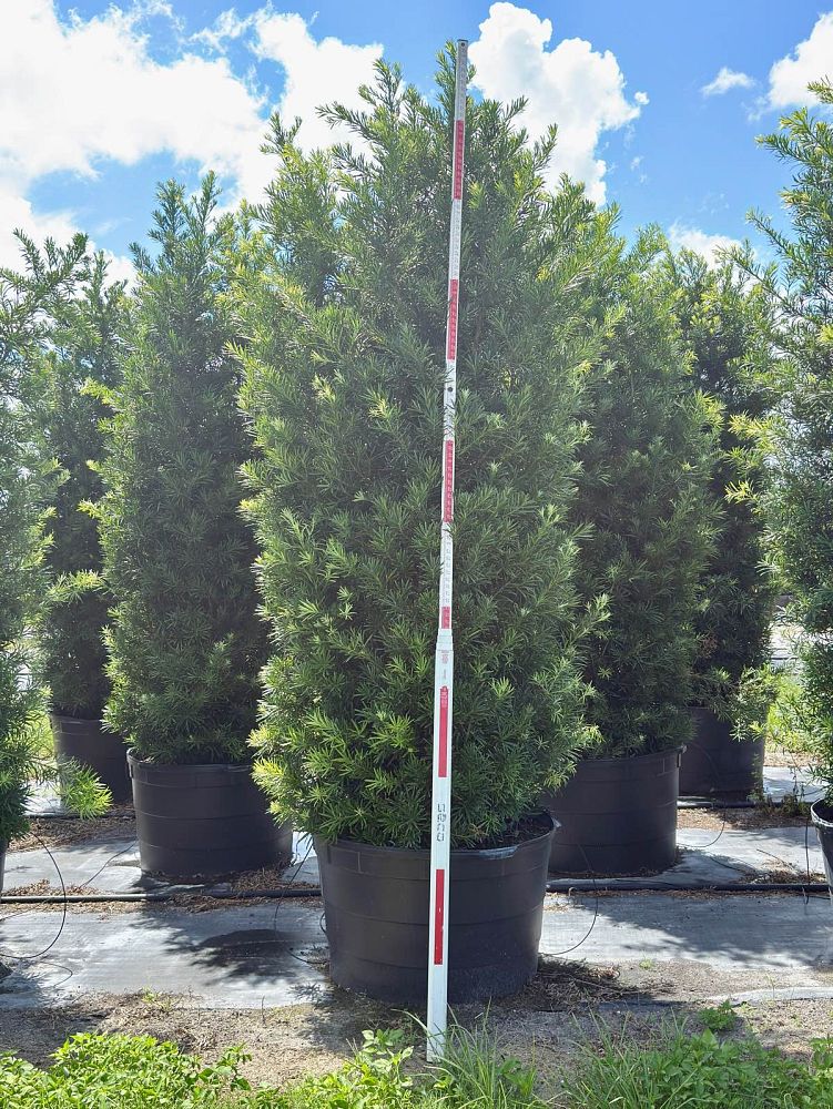 podocarpus-macrophyllus-maki-japanese-yew
