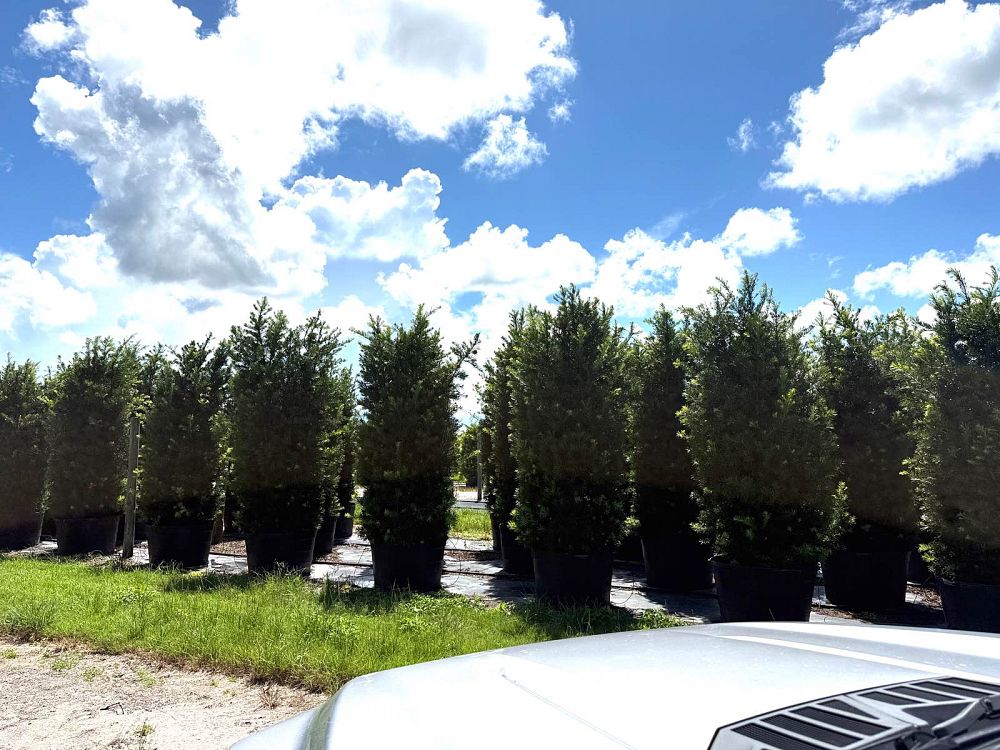 podocarpus-macrophyllus-maki-japanese-yew