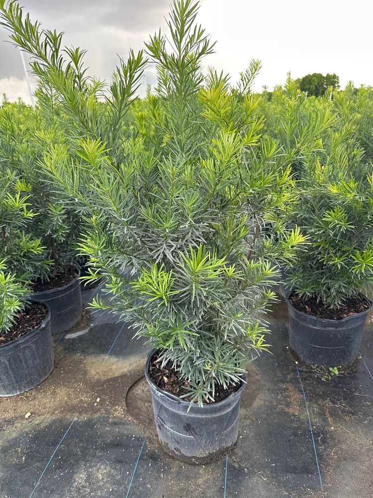 podocarpus-macrophyllus-maki-japanese-yew