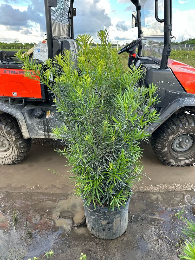 podocarpus-macrophyllus-maki-japanese-yew