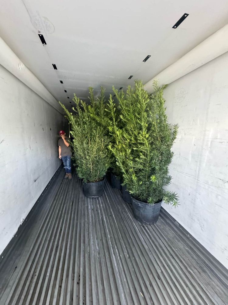 podocarpus-macrophyllus-maki-japanese-yew