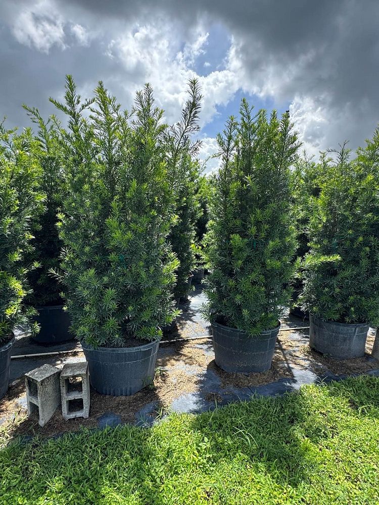 podocarpus-macrophyllus-maki-japanese-yew