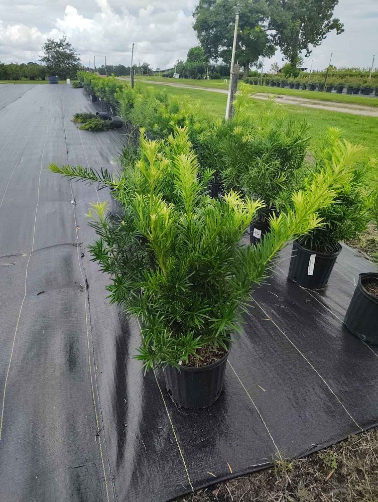 podocarpus-macrophyllus-maki-japanese-yew