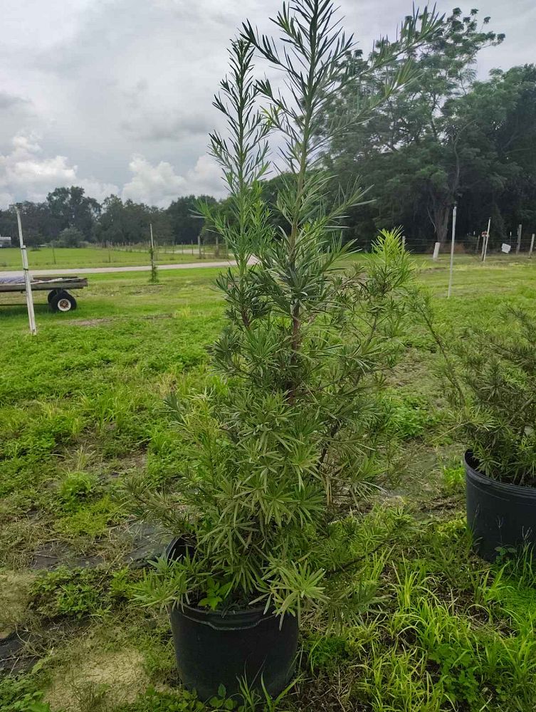 podocarpus-macrophyllus-maki-japanese-yew