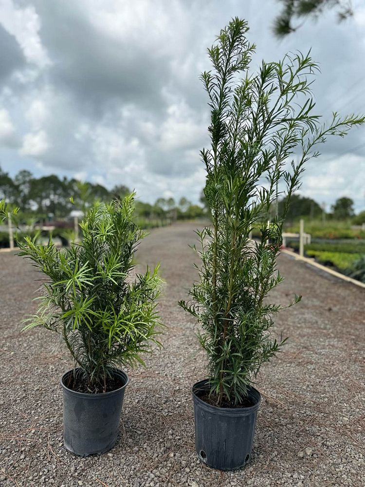 podocarpus-macrophyllus-maki-japanese-yew