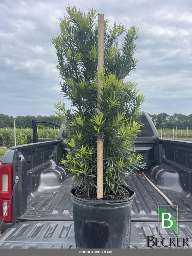 podocarpus-macrophyllus-maki-japanese-yew