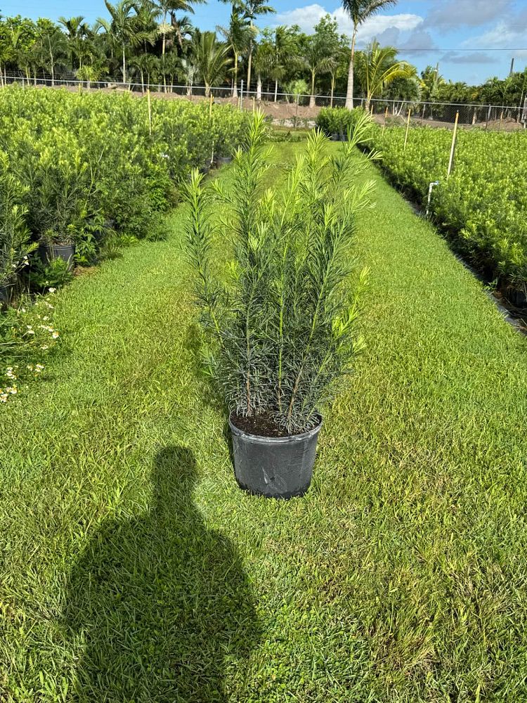 podocarpus-macrophyllus-maki-japanese-yew