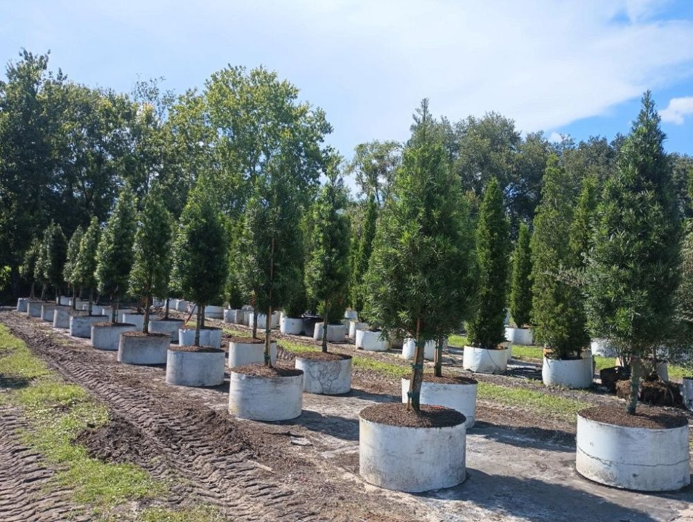 podocarpus-macrophyllus-maki-japanese-yew