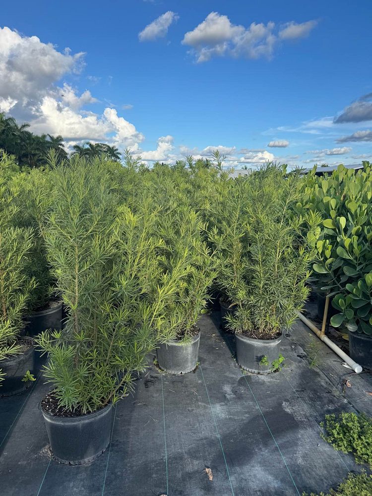 podocarpus-macrophyllus-maki-japanese-yew