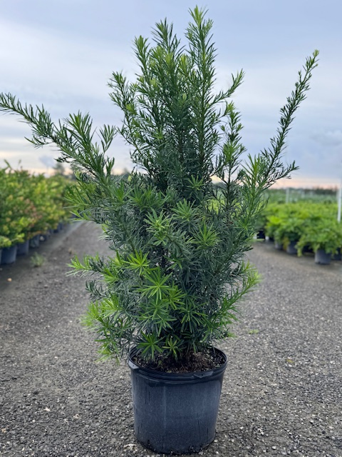 podocarpus-macrophyllus-maki-japanese-yew