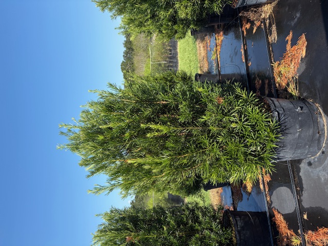 podocarpus-macrophyllus-maki-japanese-yew