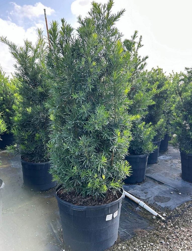 podocarpus-macrophyllus-maki-japanese-yew