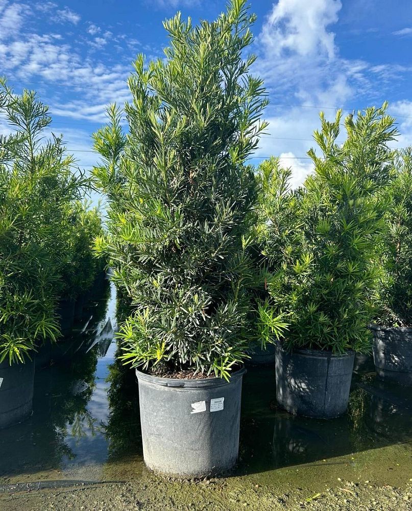 podocarpus-macrophyllus-maki-japanese-yew