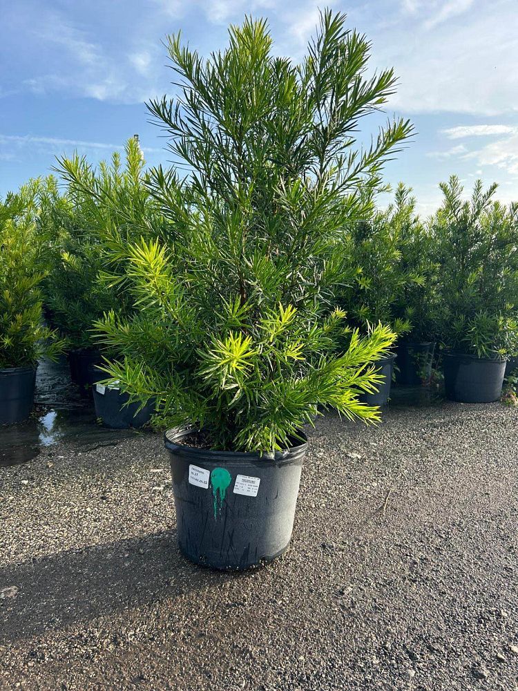 podocarpus-macrophyllus-maki-japanese-yew