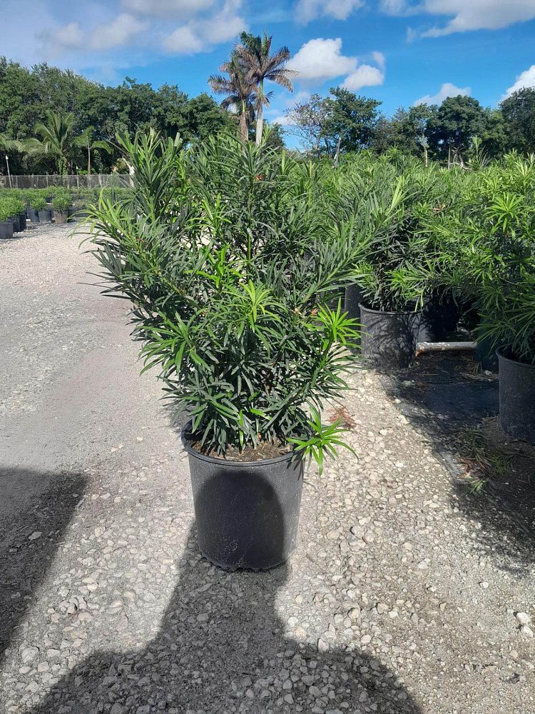 podocarpus-macrophyllus-maki-japanese-yew