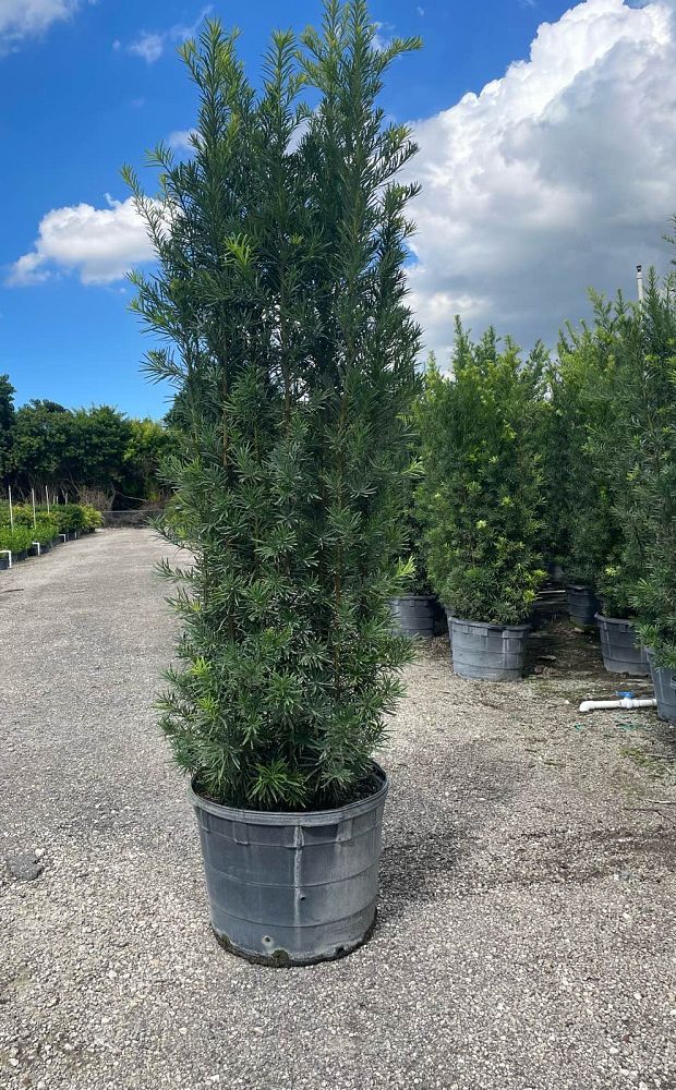 podocarpus-macrophyllus-maki-japanese-yew