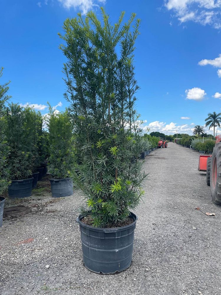 podocarpus-macrophyllus-maki-japanese-yew