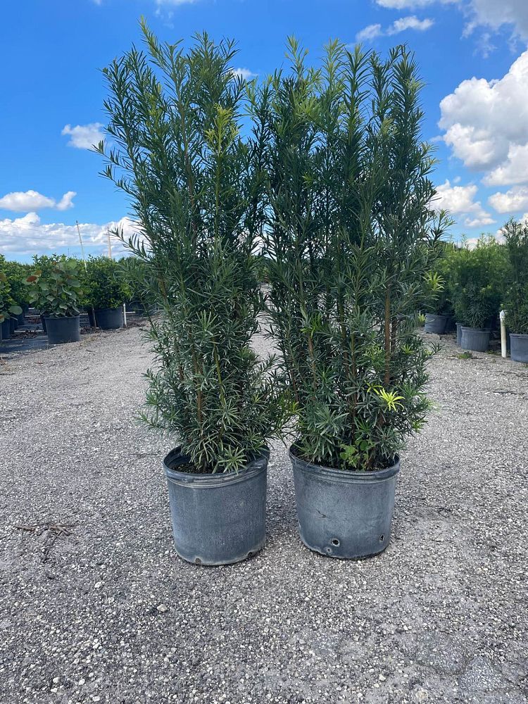 podocarpus-macrophyllus-maki-japanese-yew