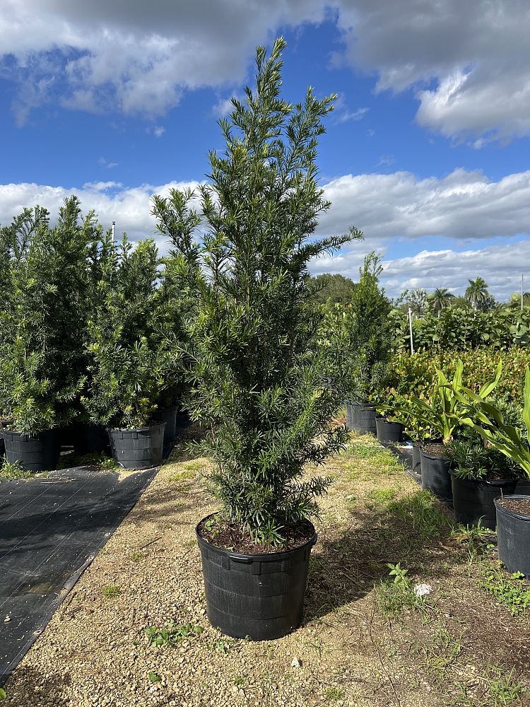 podocarpus-macrophyllus-maki-japanese-yew