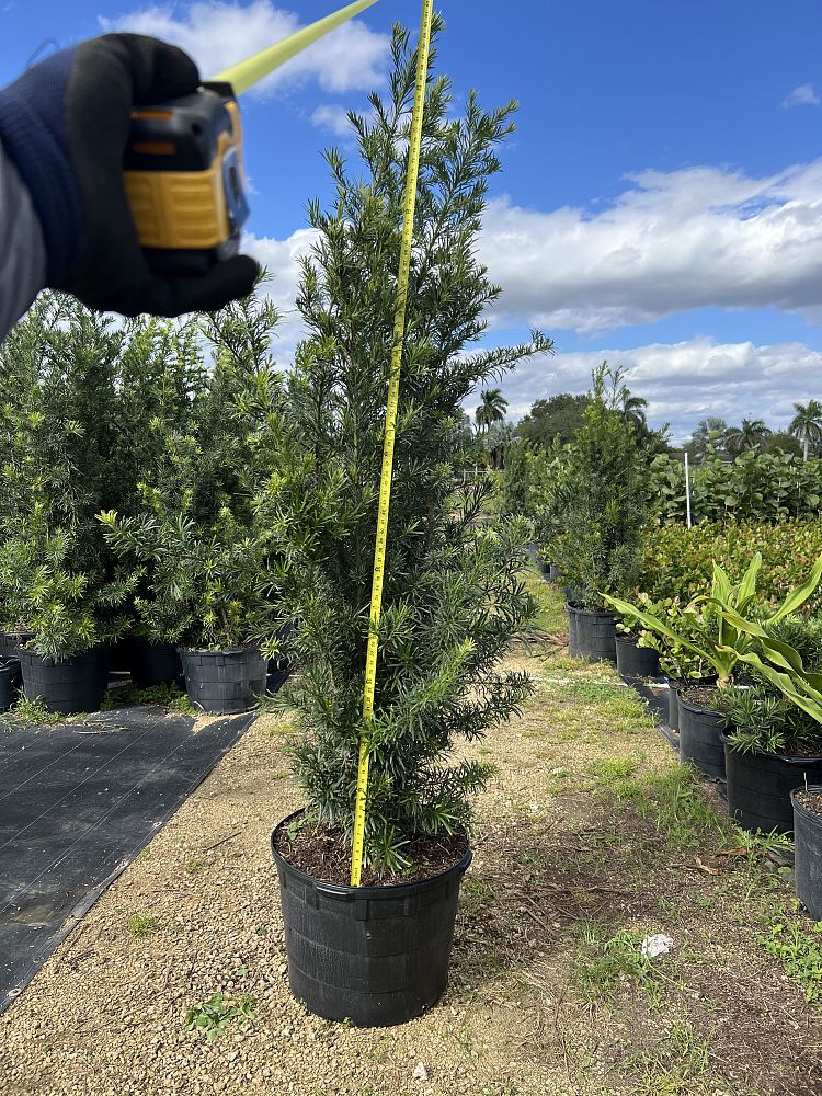 podocarpus-macrophyllus-maki-japanese-yew