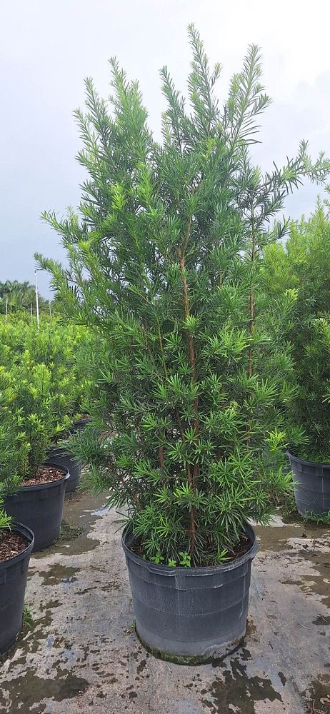 podocarpus-macrophyllus-maki-japanese-yew