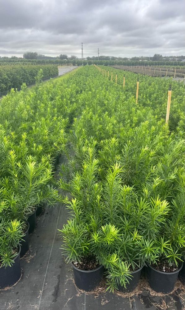 podocarpus-macrophyllus-maki-japanese-yew
