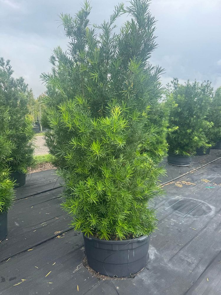 podocarpus-macrophyllus-maki-japanese-yew