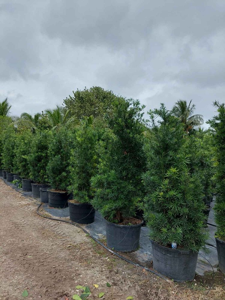 podocarpus-macrophyllus-maki-japanese-yew