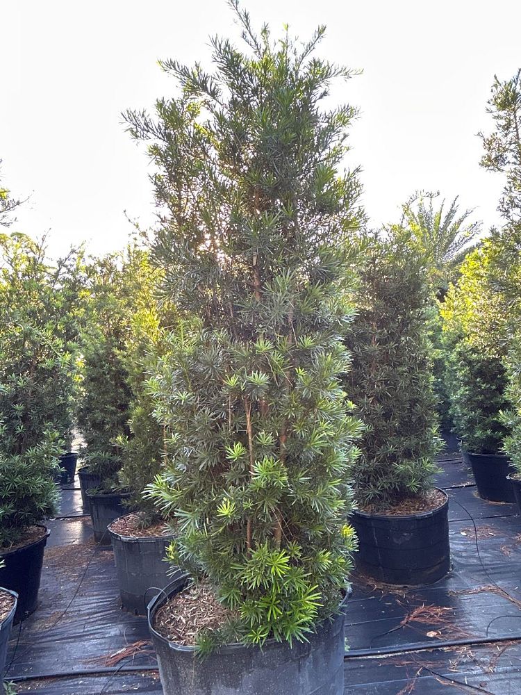 podocarpus-macrophyllus-maki-japanese-yew