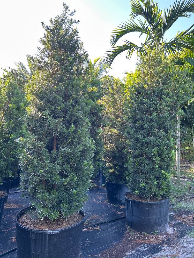 podocarpus-macrophyllus-maki-japanese-yew