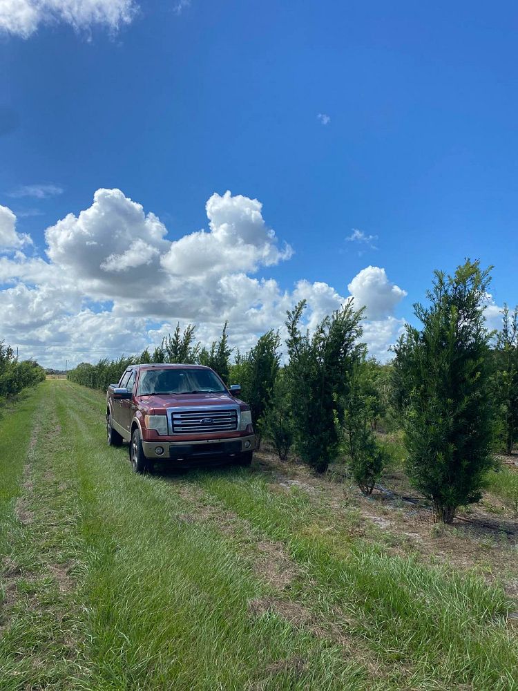 podocarpus-macrophyllus-maki-japanese-yew