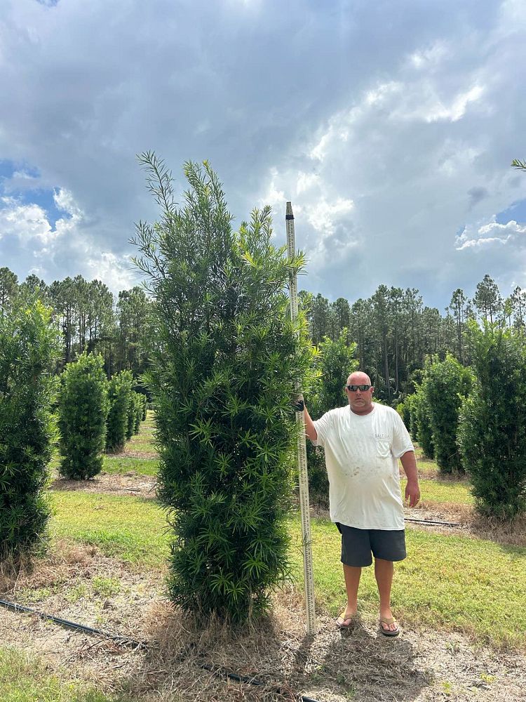 podocarpus-macrophyllus-maki-japanese-yew