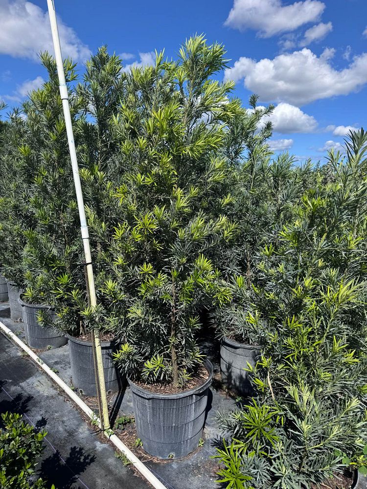 podocarpus-macrophyllus-maki-japanese-yew