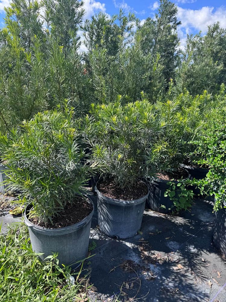 podocarpus-macrophyllus-maki-japanese-yew