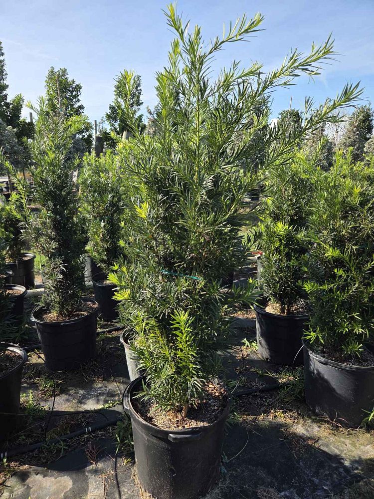 podocarpus-macrophyllus-maki-japanese-yew