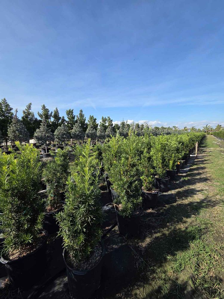 podocarpus-macrophyllus-maki-japanese-yew