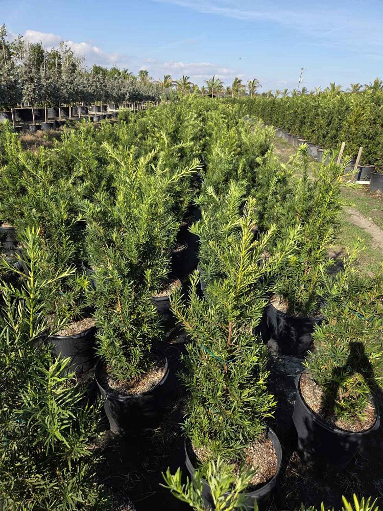 podocarpus-macrophyllus-maki-japanese-yew