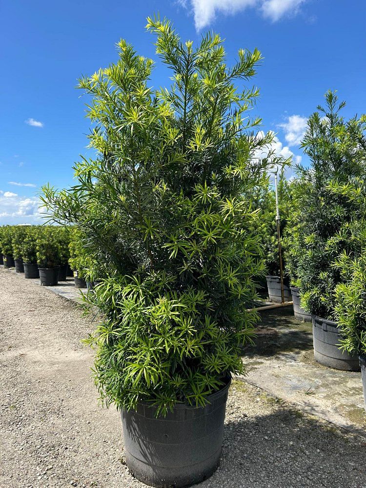 podocarpus-macrophyllus-maki-japanese-yew