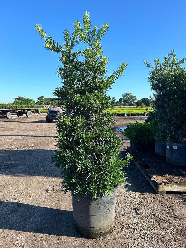 podocarpus-macrophyllus-maki-japanese-yew