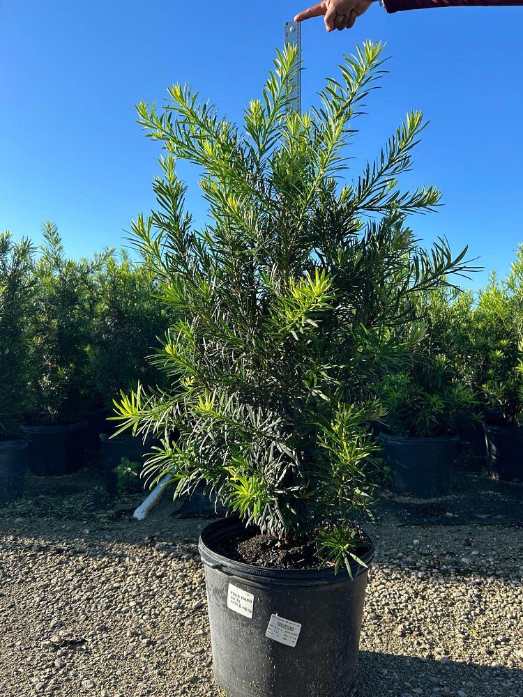 podocarpus-macrophyllus-maki-japanese-yew