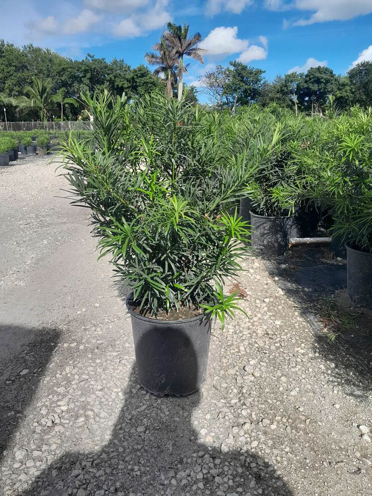 podocarpus-macrophyllus-maki-japanese-yew