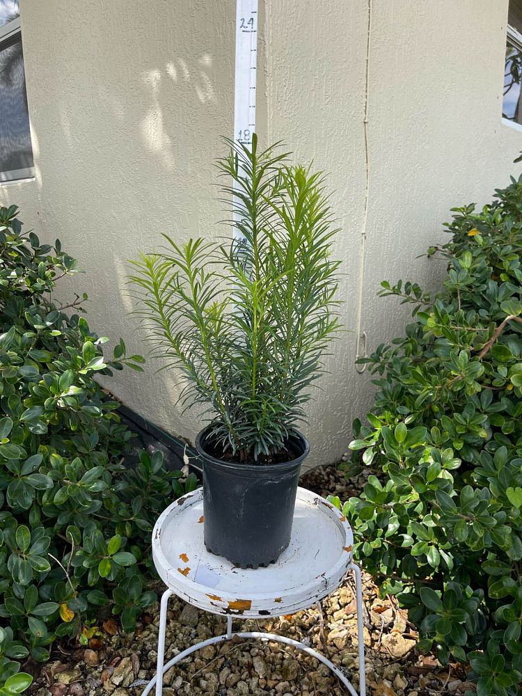 podocarpus-macrophyllus-maki-japanese-yew