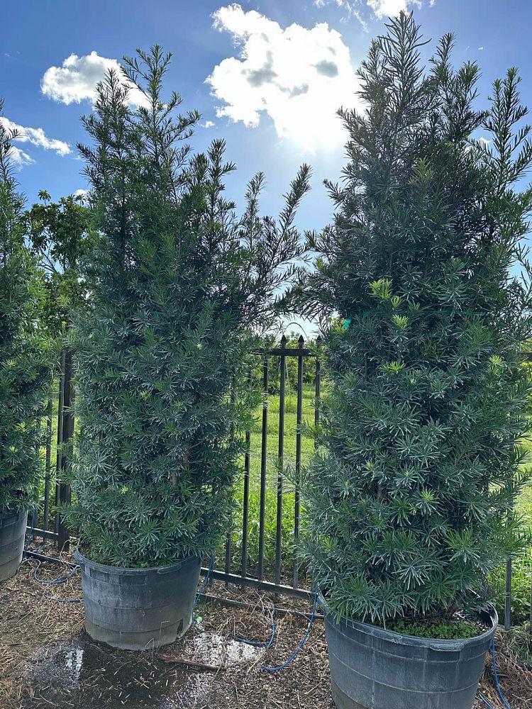 podocarpus-macrophyllus-maki-japanese-yew