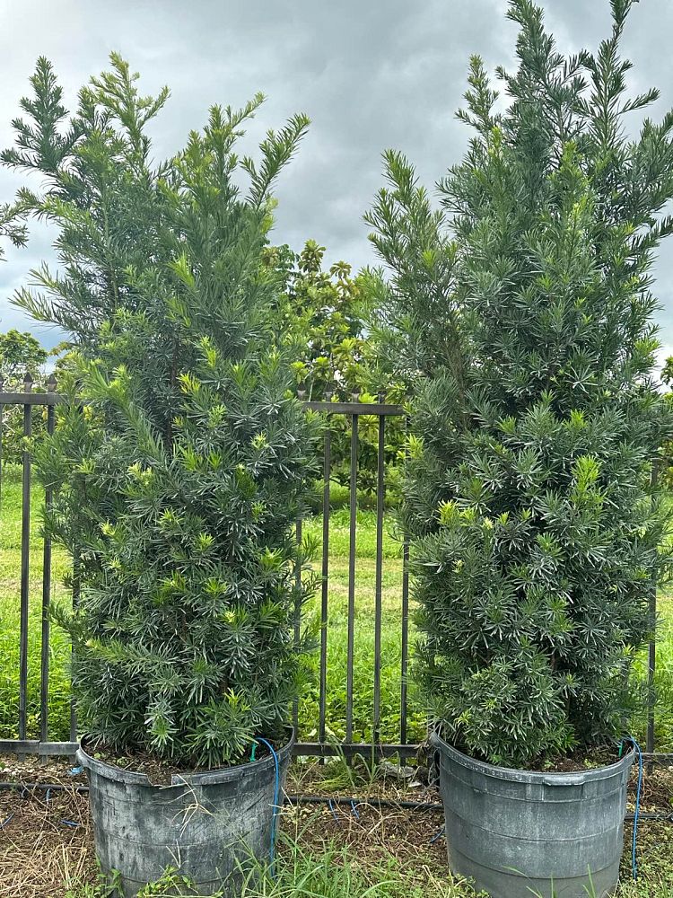 podocarpus-macrophyllus-maki-japanese-yew