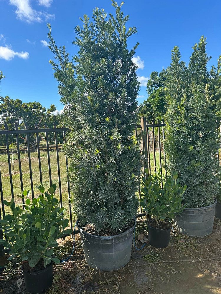 podocarpus-macrophyllus-maki-japanese-yew